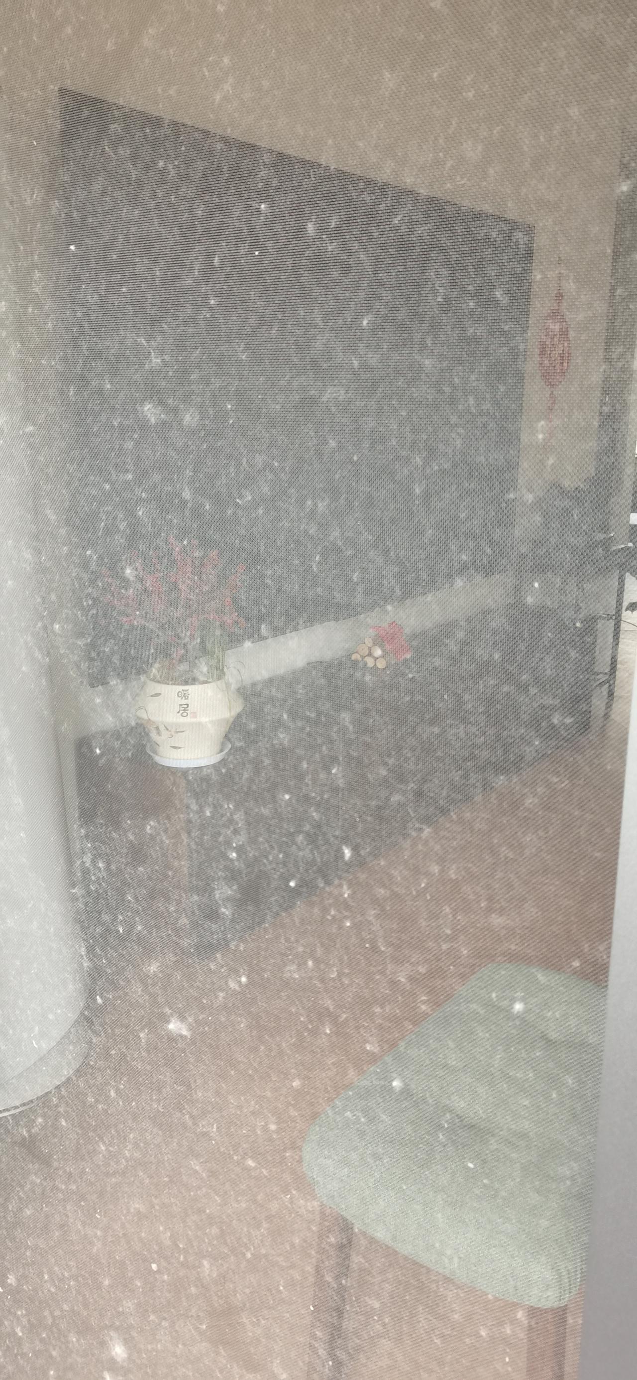 飘絮
五一期间回合肥，又逢到杨絮满天飞的时节。出门一趟，浑身痒痒，嗓子有异物的痒