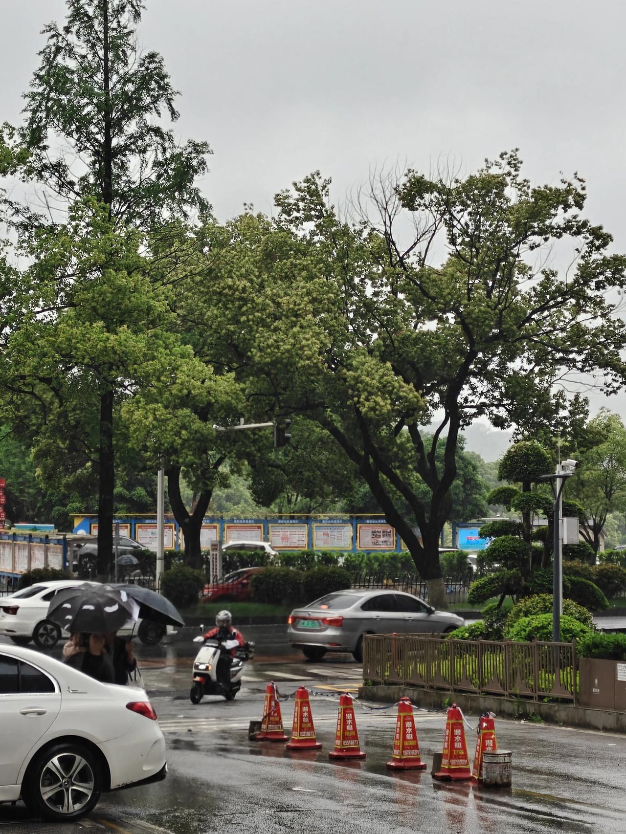 岳麓山北麓片区迎来大变样，全新面貌值得期待
 
作为长沙知名的5A级景区，岳麓山