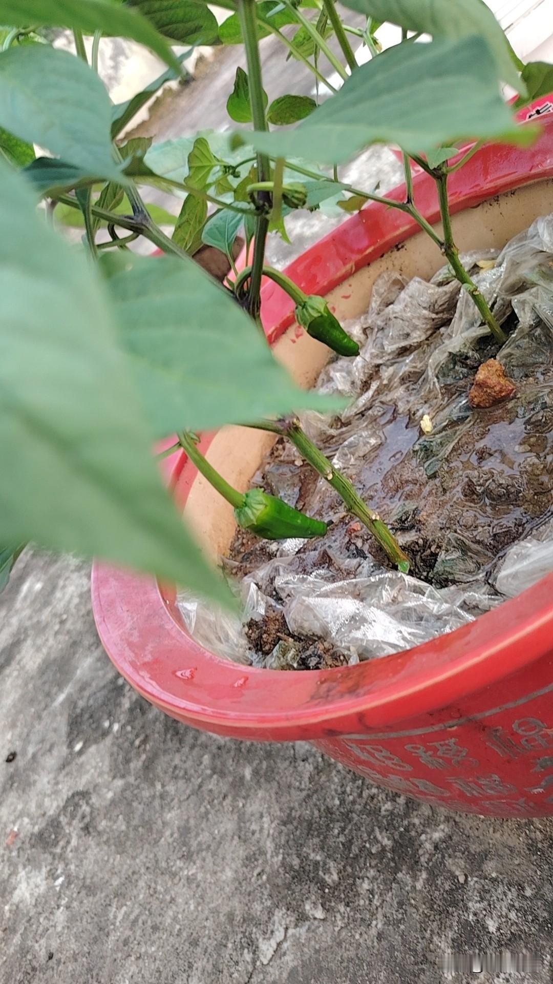 记录我的2026这是我种的菜，深深的觉得有付出才有收获很有道理，假如我没有付出没