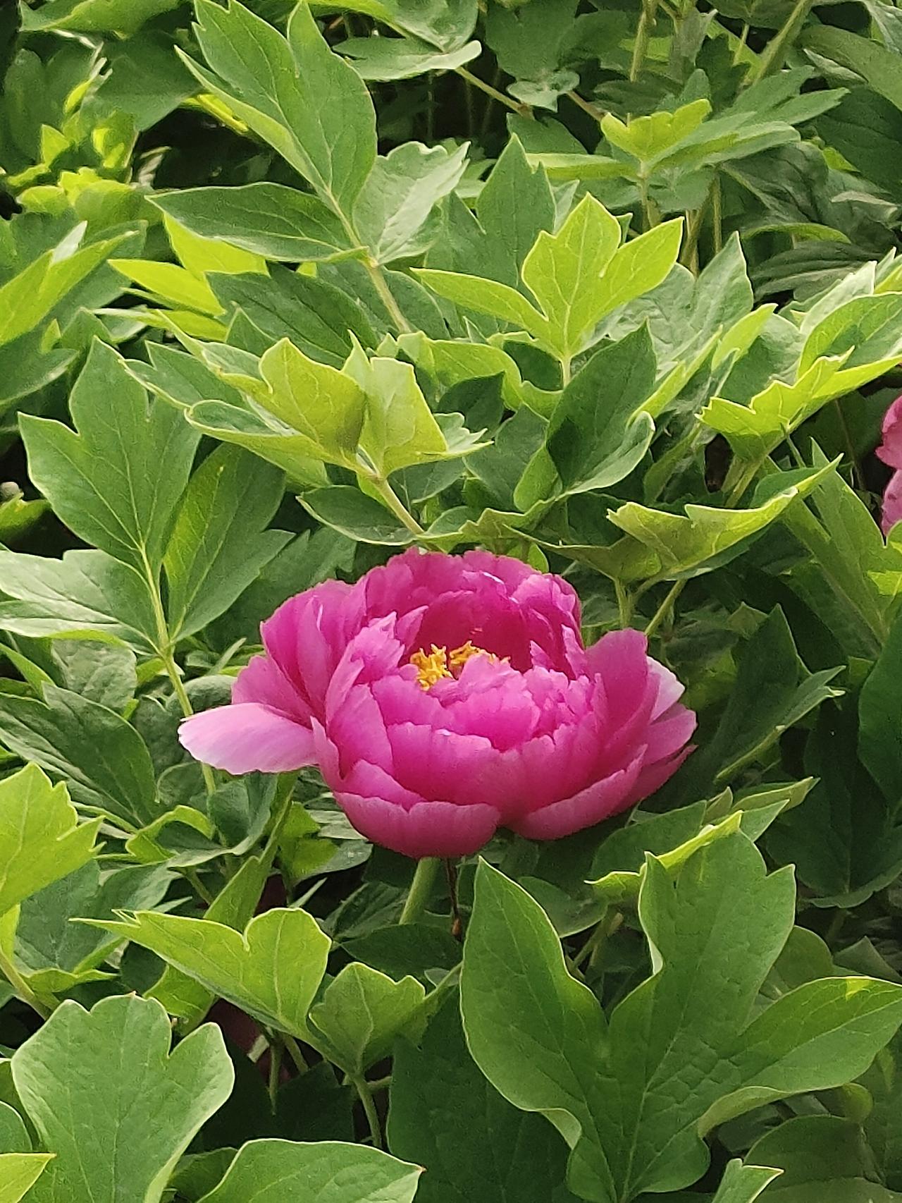 4月19日 三月初三 上巳节 有熊氏黄帝祖师诞辰。宜祭祀天地祖宗神明祈福保佑 沐