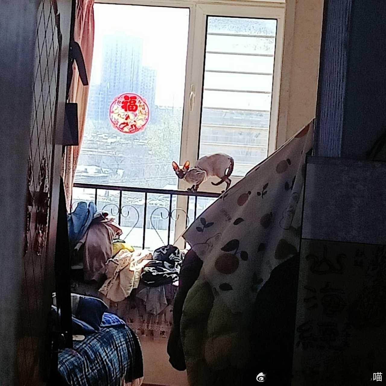 49646【丑猫】大早上起来被吓晕了 