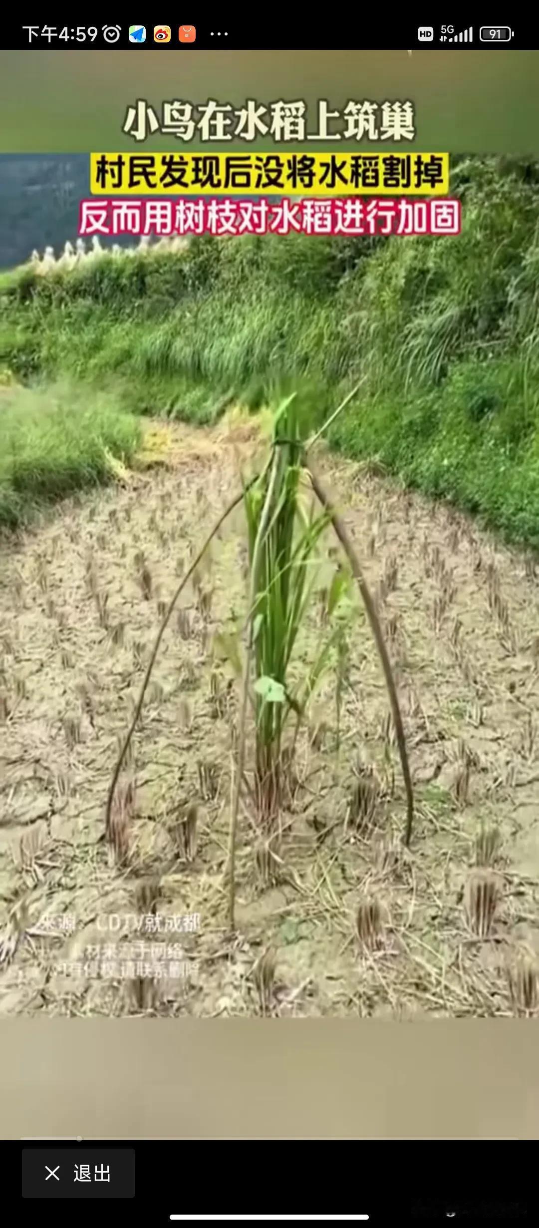 小鸟在水稻上筑巢，村民发现后，不仅没将水稻割掉，反而用树枝将水稻鸟巢进行加固！