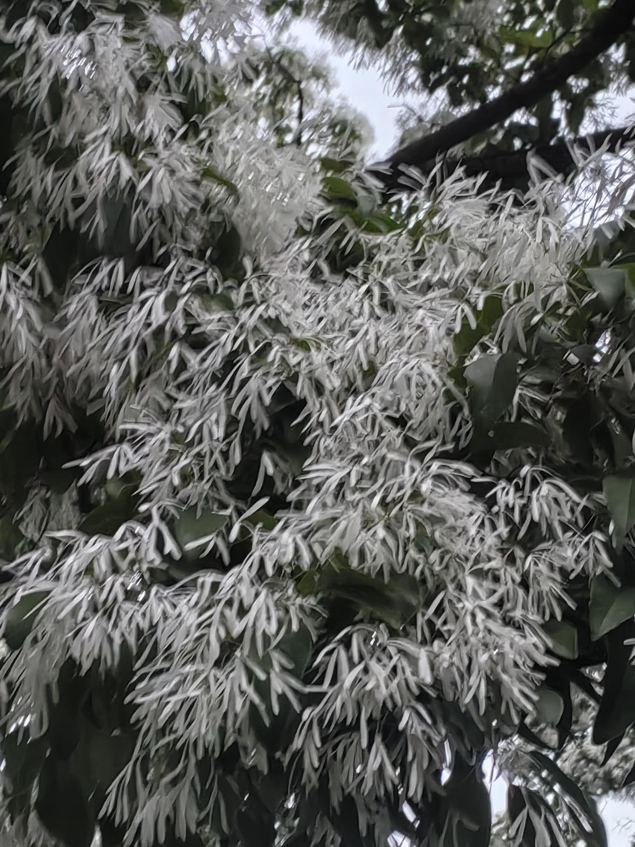 还在北京市游玩呢，还没去车站呢。
又拒绝一个活。这次是河北区托管机构的活，离家比