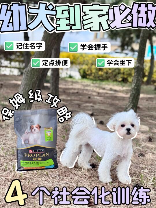 幼犬社会化训练干货｜4招教你成功应对✅