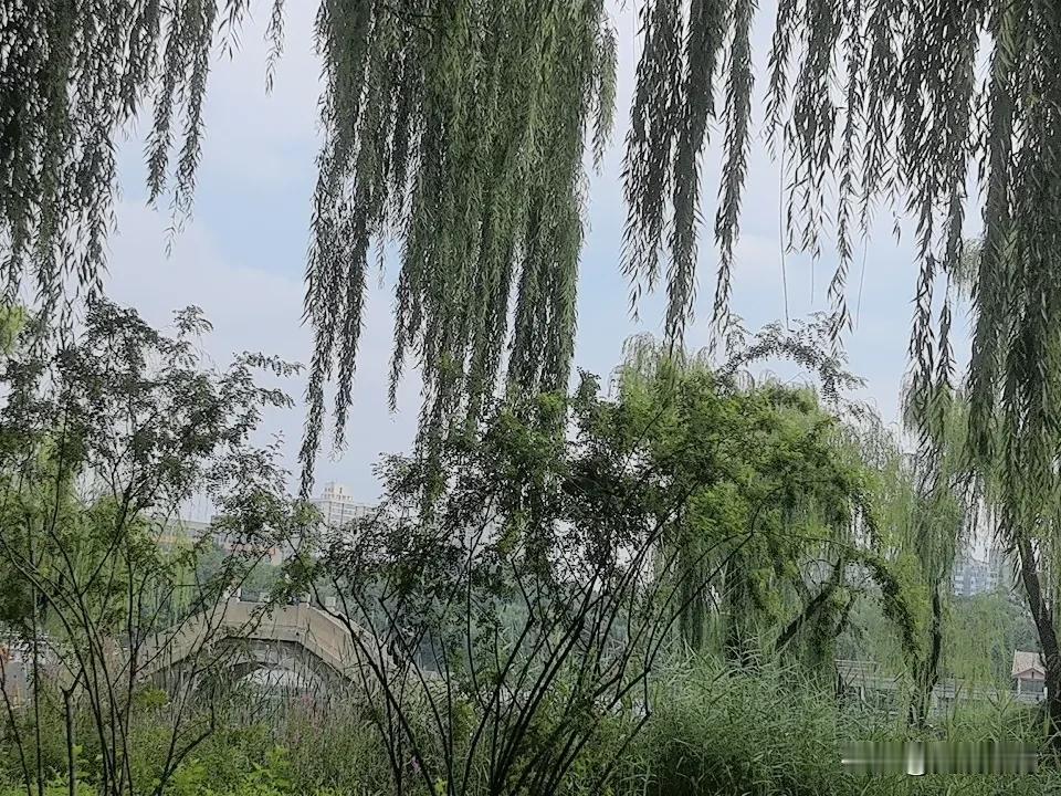 这天也太热了，房间里完全呆不住，只好到公园乘乘凉。