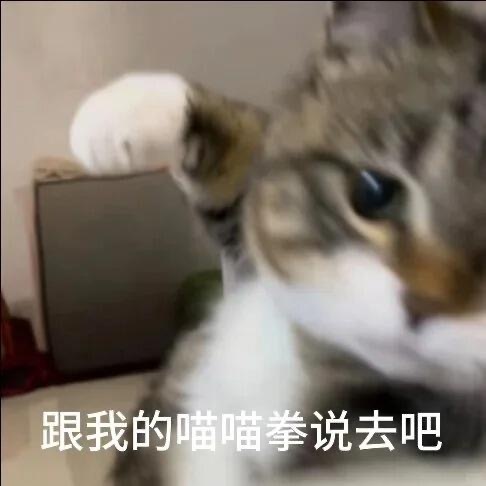 看到小动物的图忍不住存存存，无条件给猫猫加油