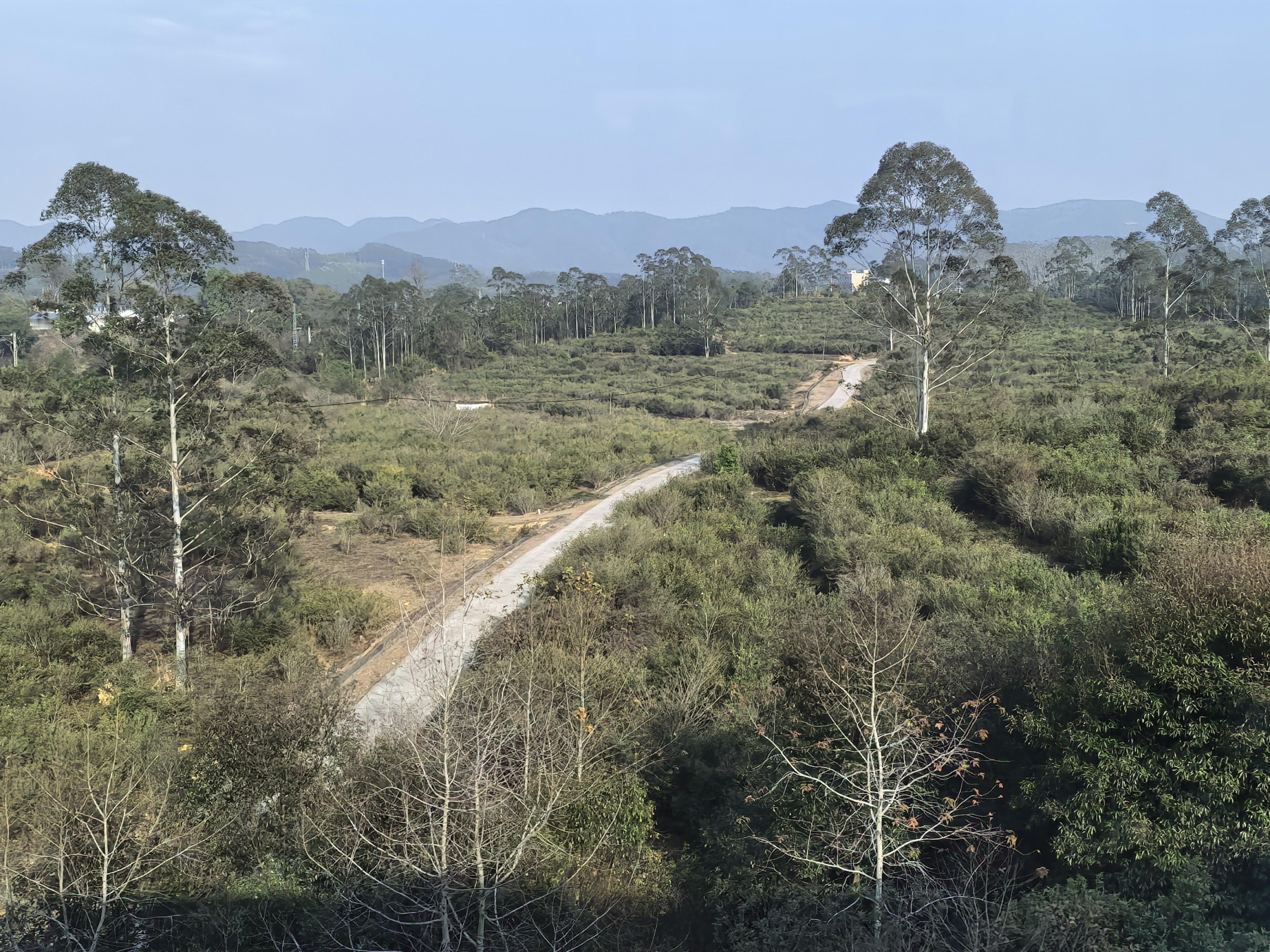 一过岭南，春意盎然，油菜花开得正浓。 