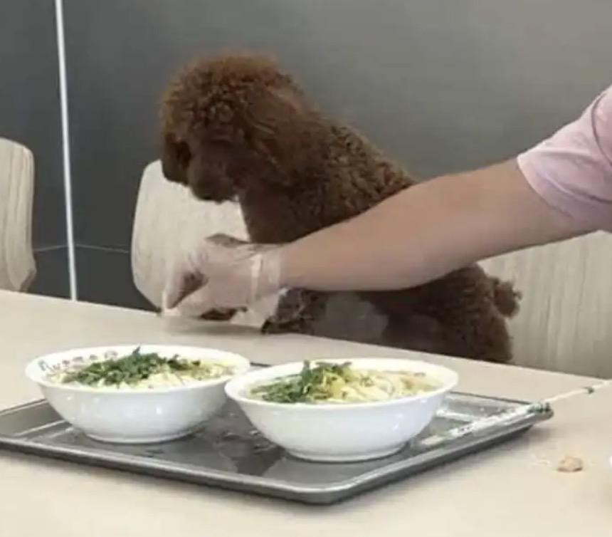 沈阳的一家面馆就顾客带宠物狗上桌事件道歉了！
这事是发生在6月16日，有顾客在这