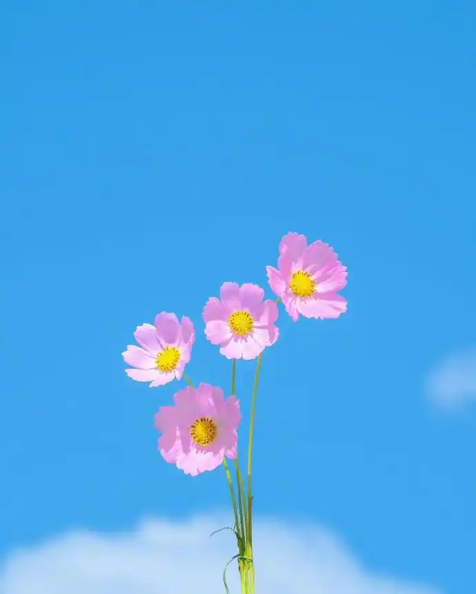 锦鲤丁丁清醒时做事，糊涂时读书，大怒时睡觉，独处时思考！做一个幸福的人，读书，旅