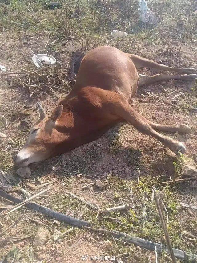 【#警方介入养殖场27头牛死亡事件# 场主：怀疑他人投毒】近日，云南广南县一养殖