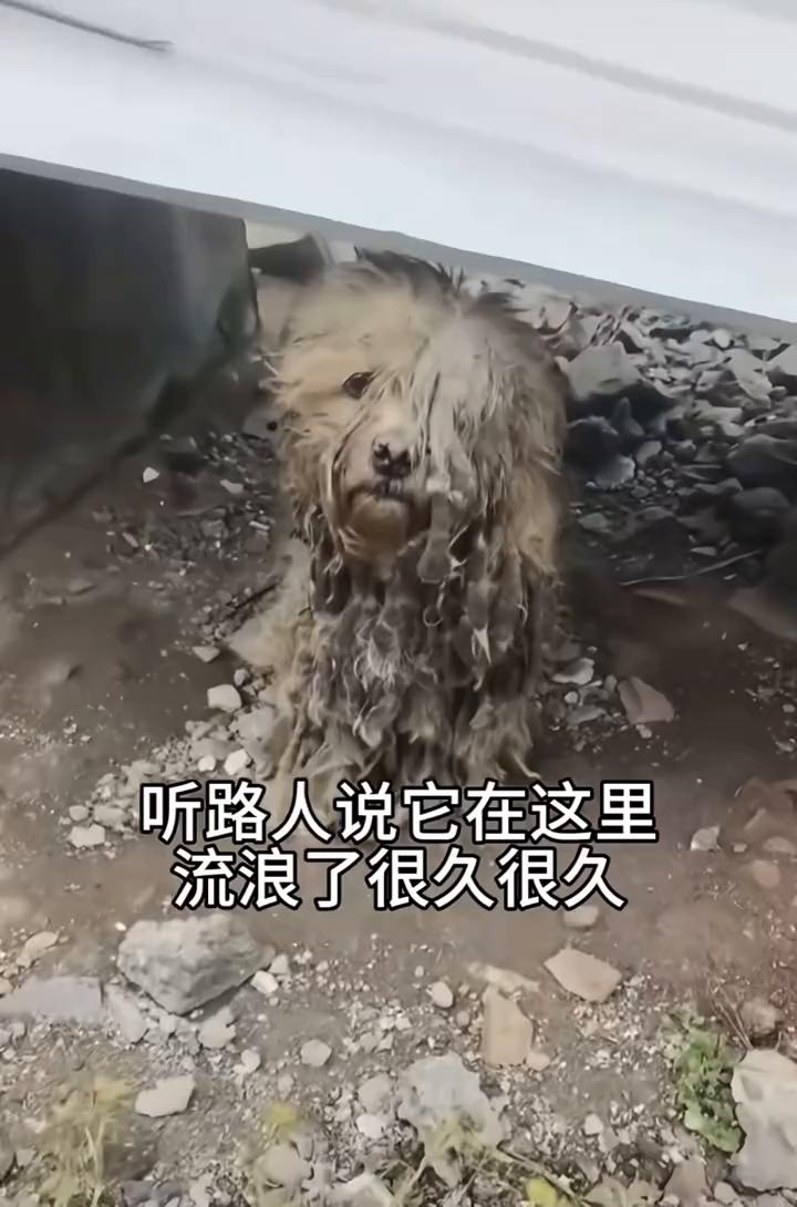 听路人说它在这里流浪了很久很久。