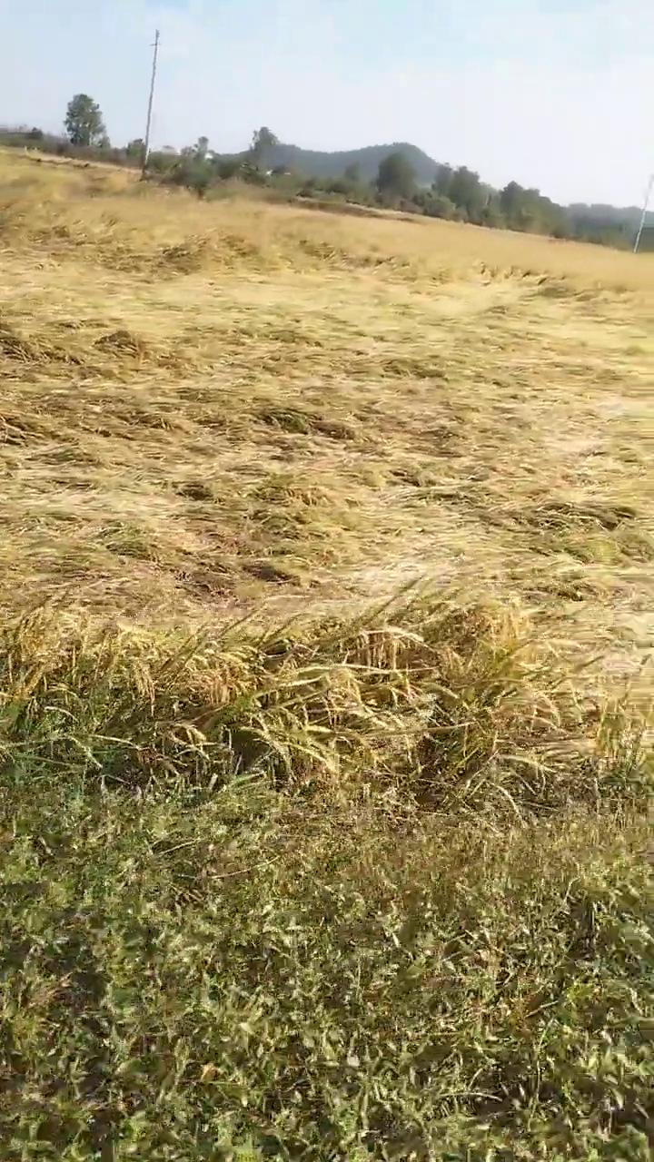 农民伯伯又要亏大了，一大片稻谷倒在地上。
看一下这成片的稻谷倒下了，农民伯伯真不