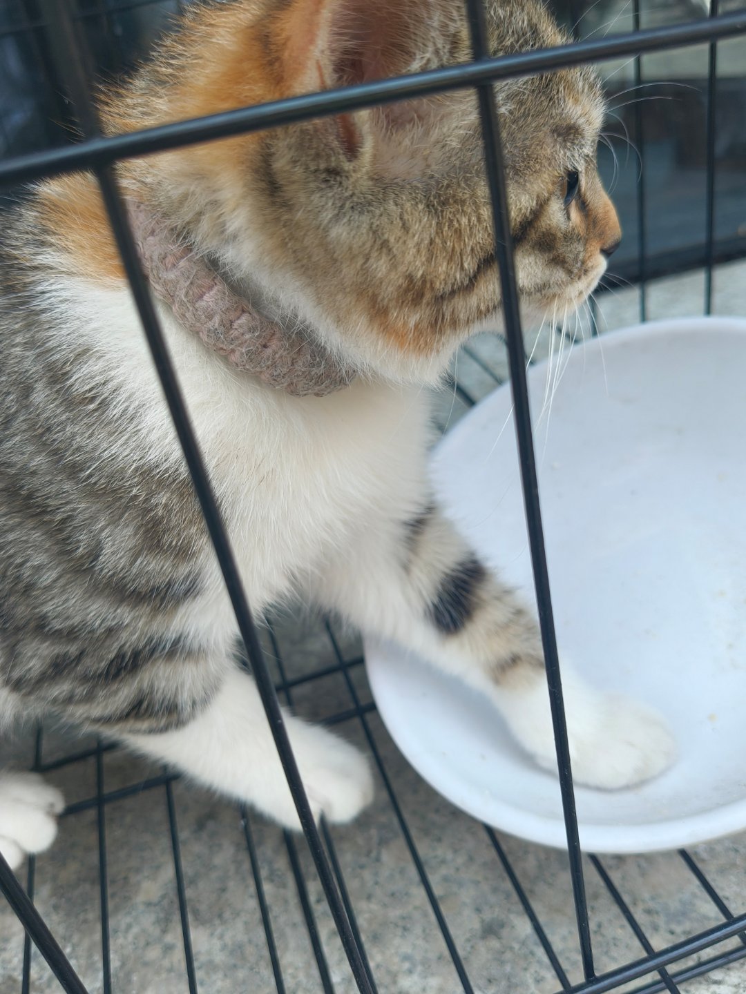 小咪哦