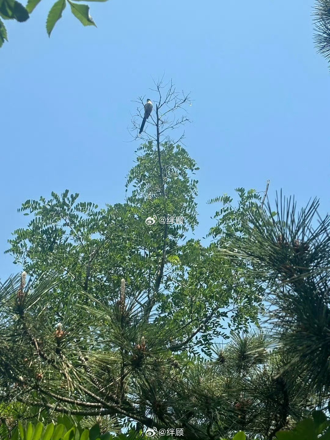 据说看见喜鹊登枝的人，会马上实现一个愿望。 