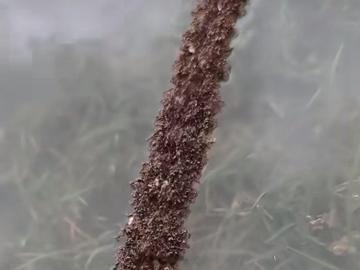 暴雨后蚂蚁用身躯搭桥过河【以前只在生物课本看见过，这次实拍总算亲眼见到真实蚁群求