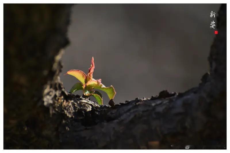 看到“秋雨无心敲落叶”这个上联，我觉得对对联超有趣，就像玩一场文字游戏。
我很喜