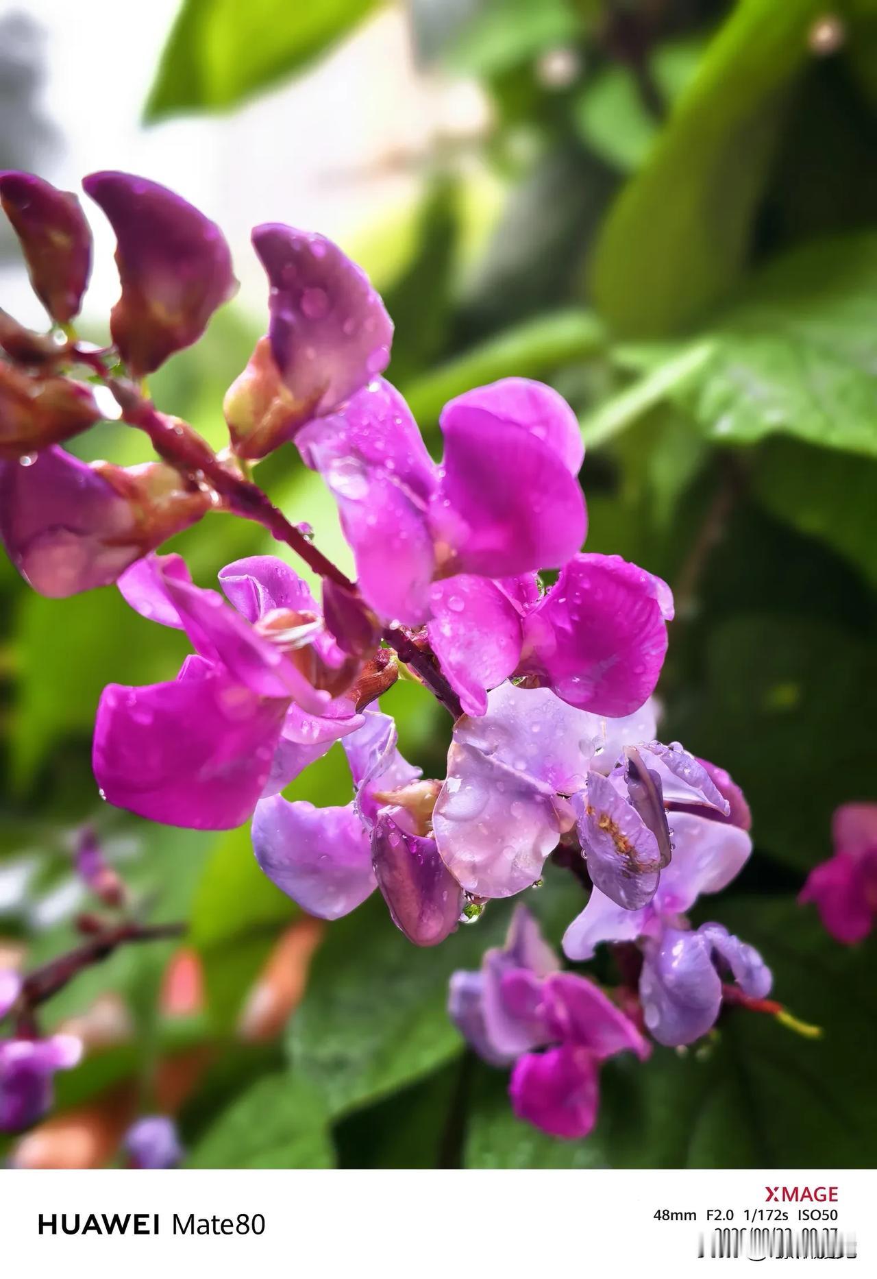 细雨中，楼前扁豆花缀满枝头。串串紫韵盈盈，花瓣上凝满晶莹的雨珠，玲珑剔透，似珍珠