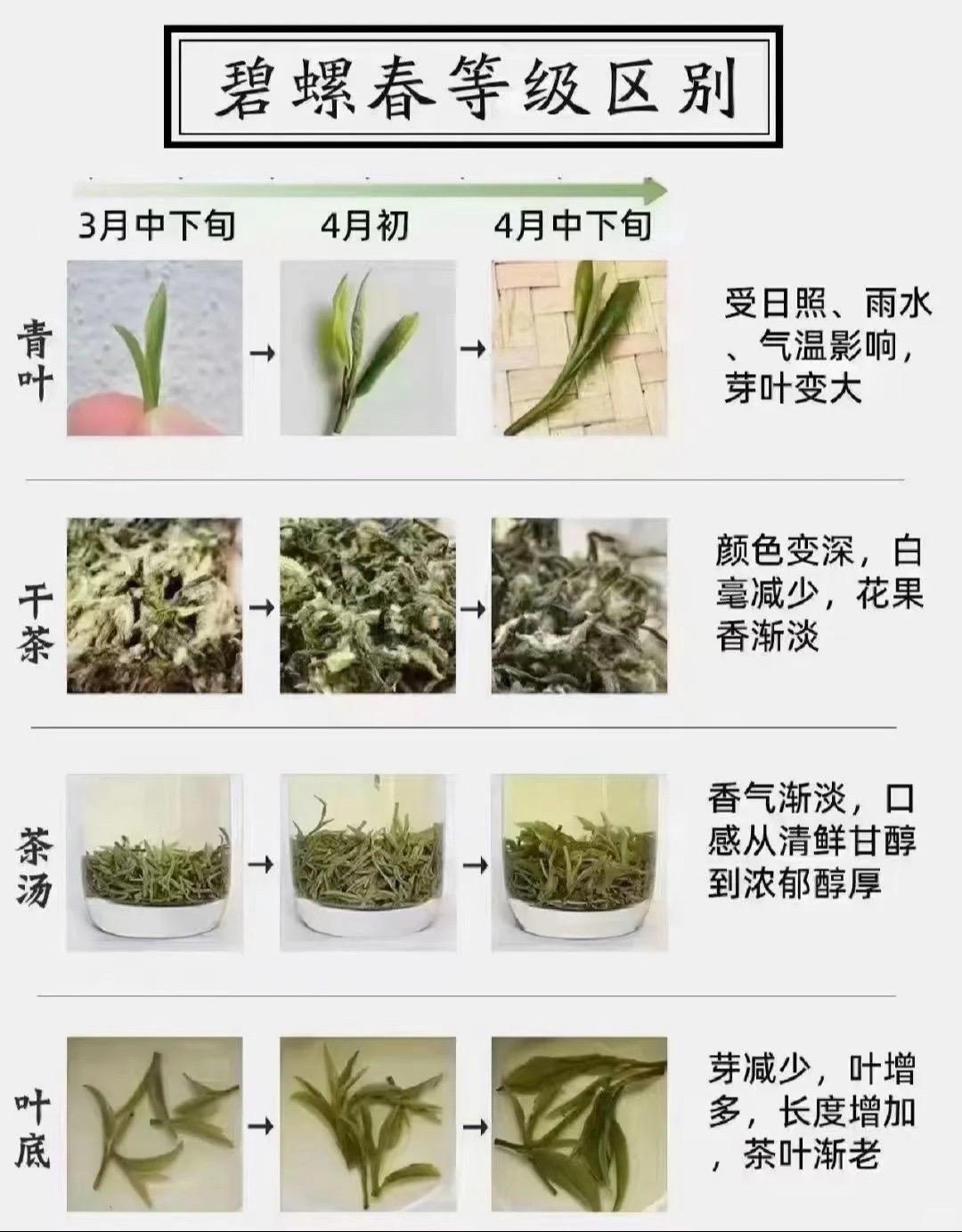 喝碧螺春，你喝哪里的？知茶懂茶 茶生活 绿茶 碧螺春