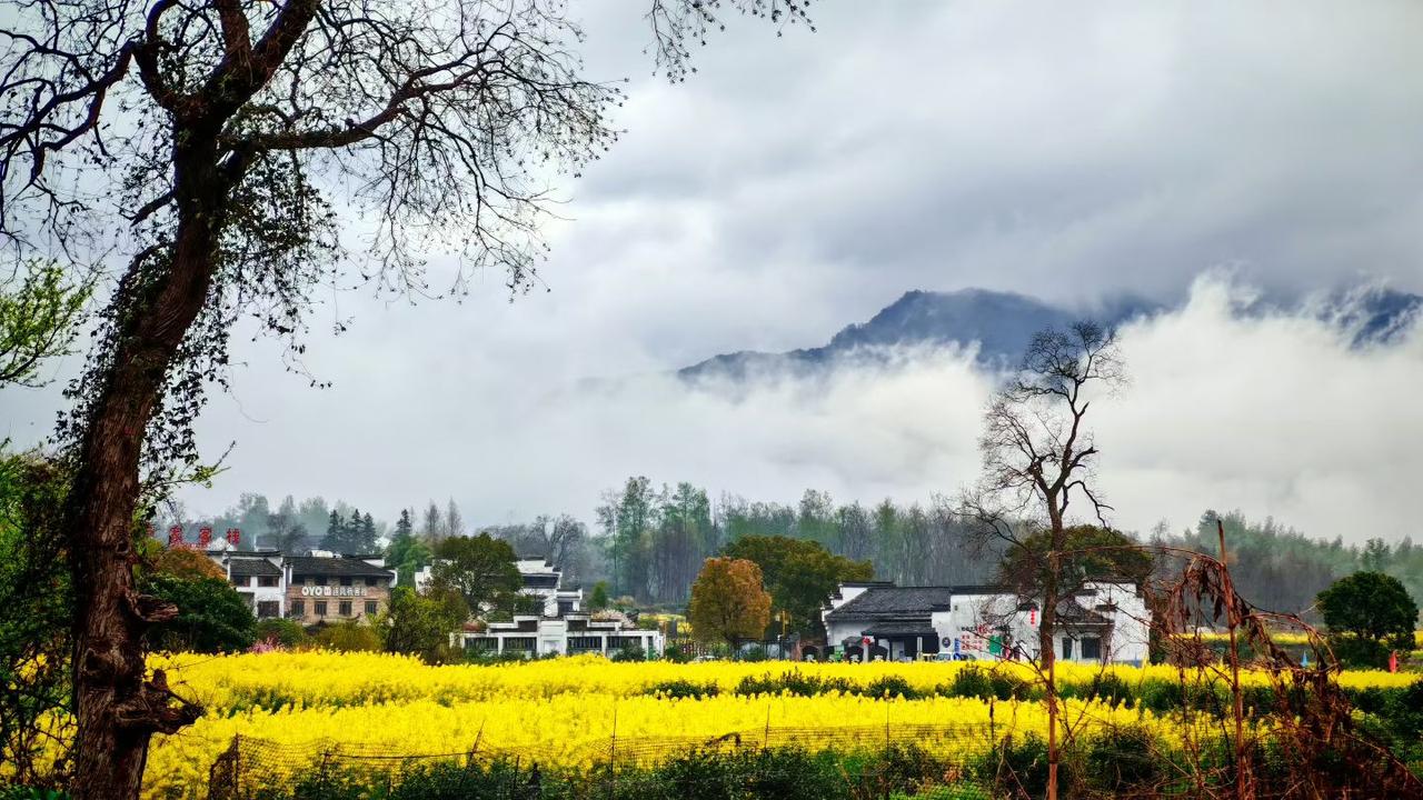 风景美图分享这片金黄的油菜花田，把春天的热烈与温柔都揉进了画面里。远山叠翠、白墙