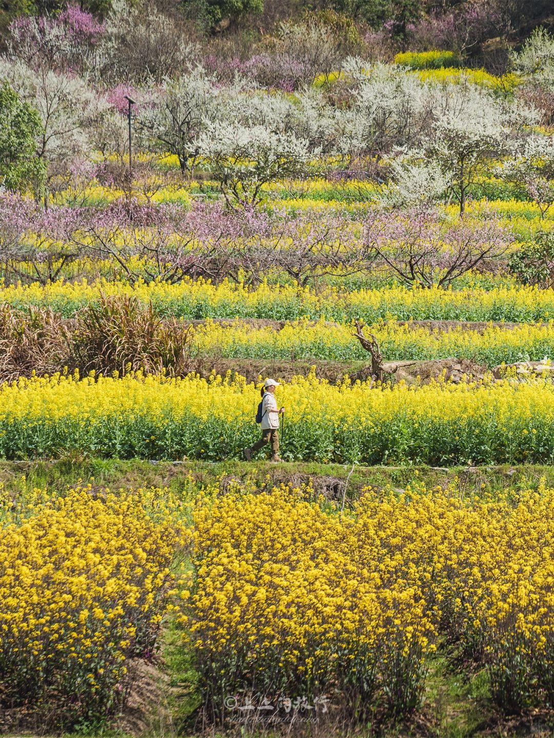 武汉1h，湖北小婺源花都开好了｜无门票附攻略