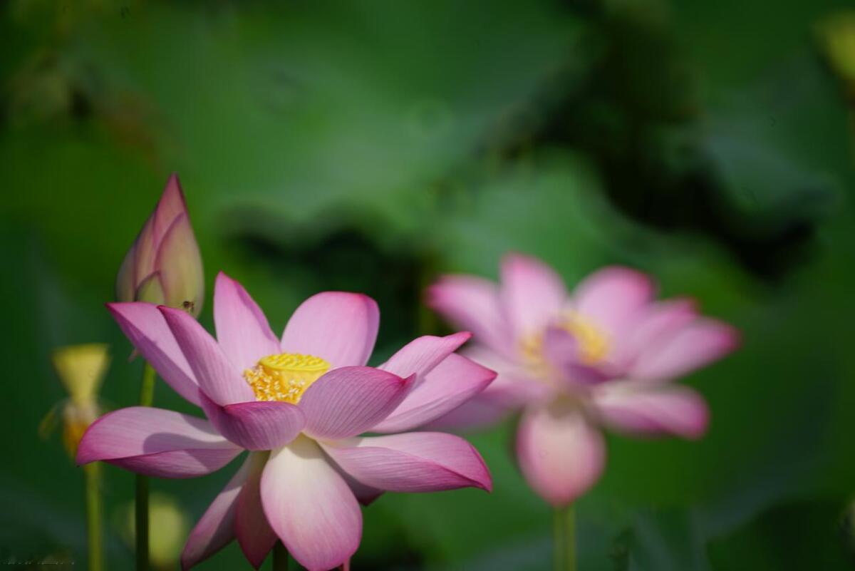 #夏日生活打卡季#
夏日炎炎，湖面上碧波荡漾，一片片翠绿的荷叶，托起了一朵朵娇艳