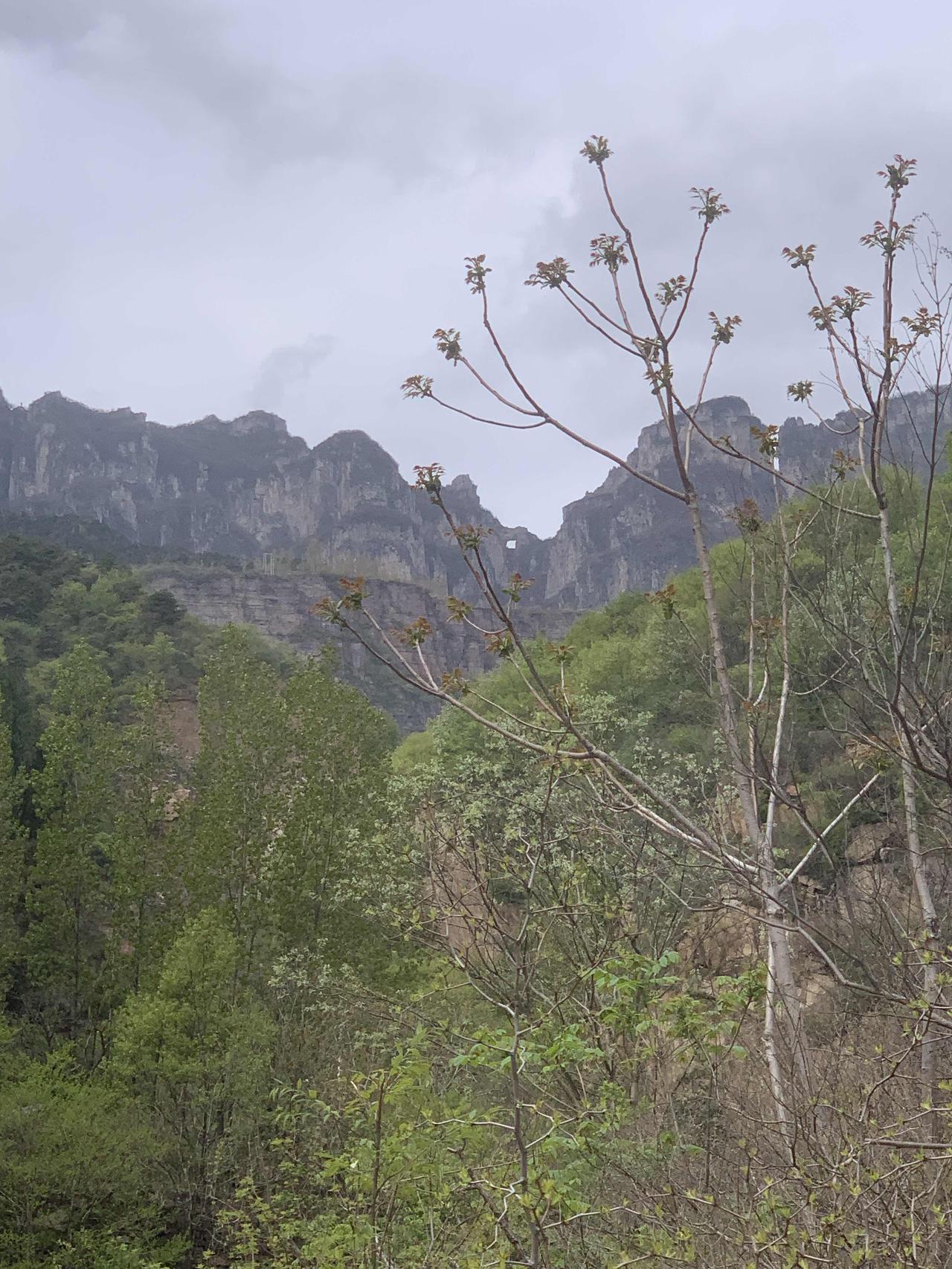 太行山，纵横古今，把最美丽的风景留给了南太行。
    今年的雨水好，前几天去挖