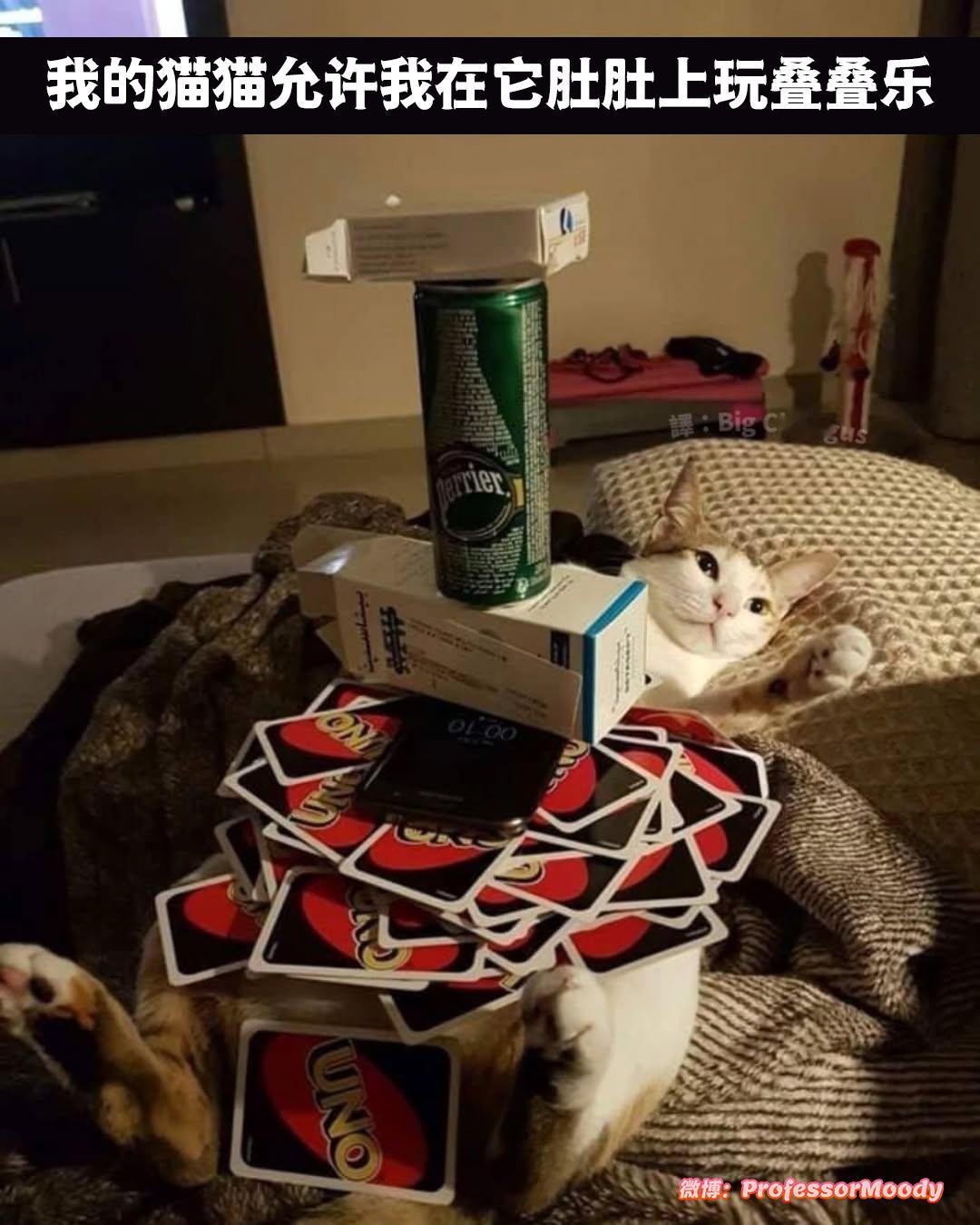 乖猫猫 