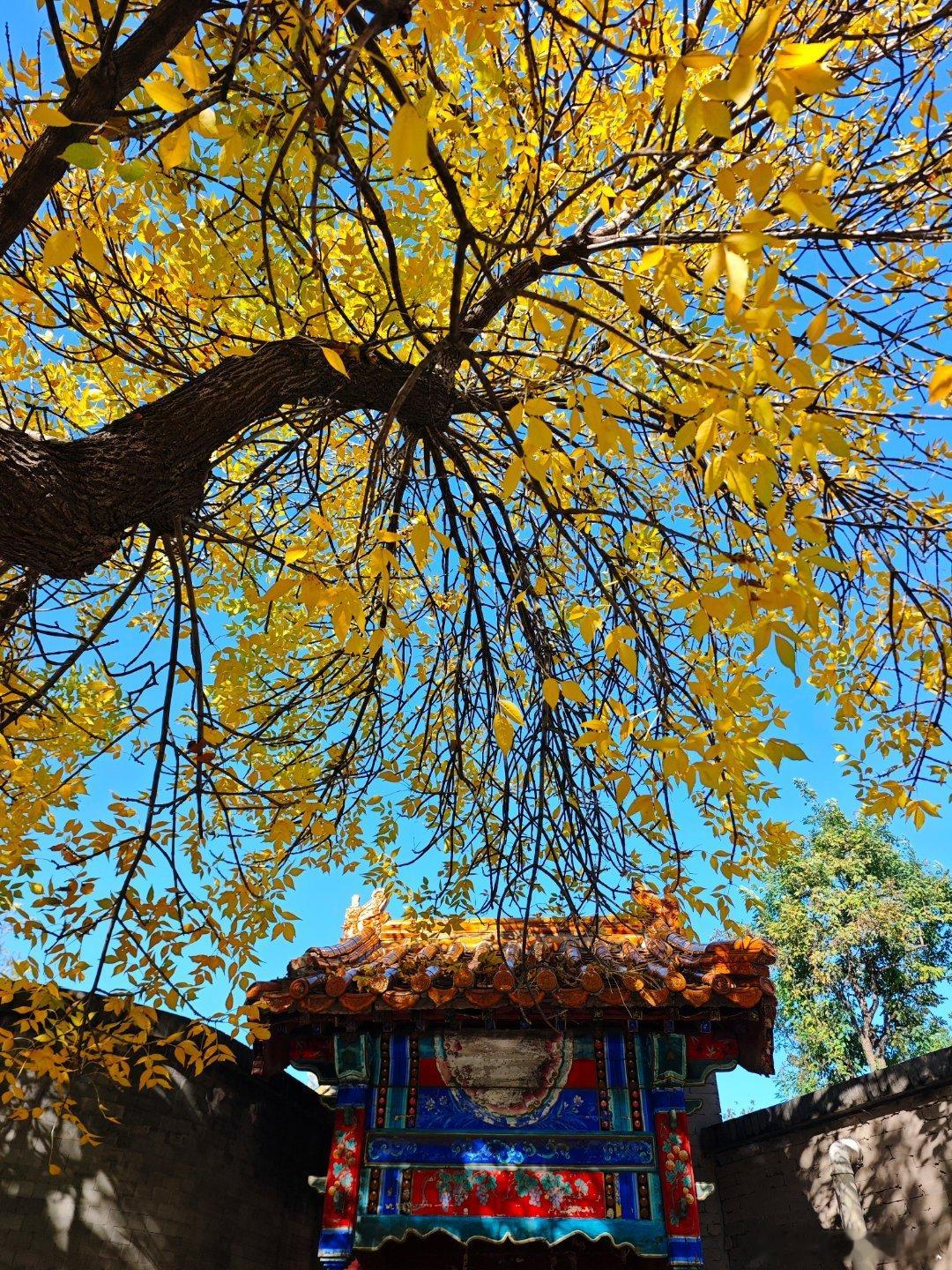 【北京秋色已满载】五四大街的秋色已满载，故都的秋色在这里拉开序幕。 摄影​​​