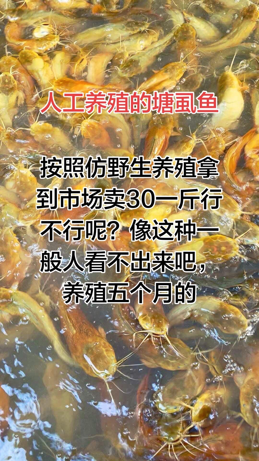 高密度养殖塘角鱼，养了五个月，平均有4到6两了，如果拿到市场去说是野生的，有人会