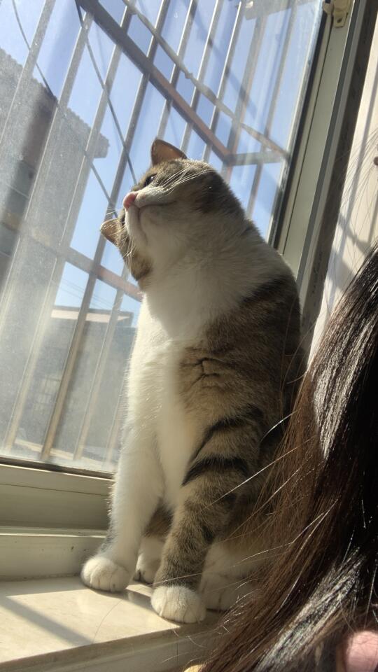 歪头小猫