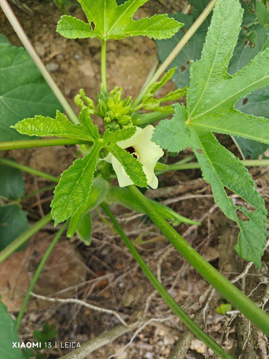盛夏菜园的惊喜，秋葵花开，藏着一整个夏天的鲜爽。 湖州