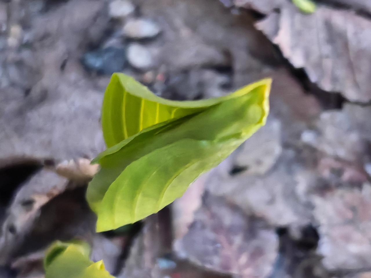 与痛风斗争的历程204
 
   晨起浑身关节尚算安稳，左膝与左肩仍有隐隐作痛，