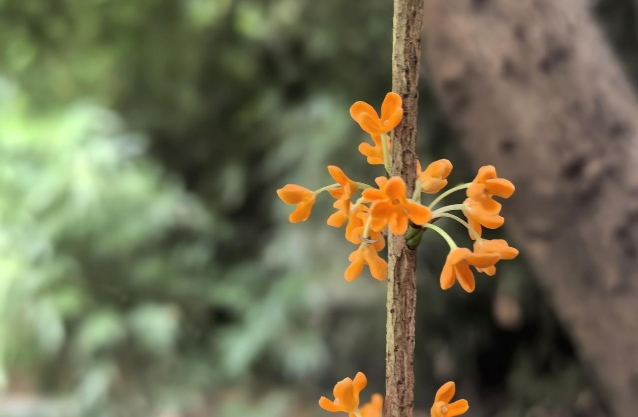 【五绝·桂花迟】
秋深始吐香，迟放趁重阳。
欲霸菊天色，飞金满树黄。
【AI点评