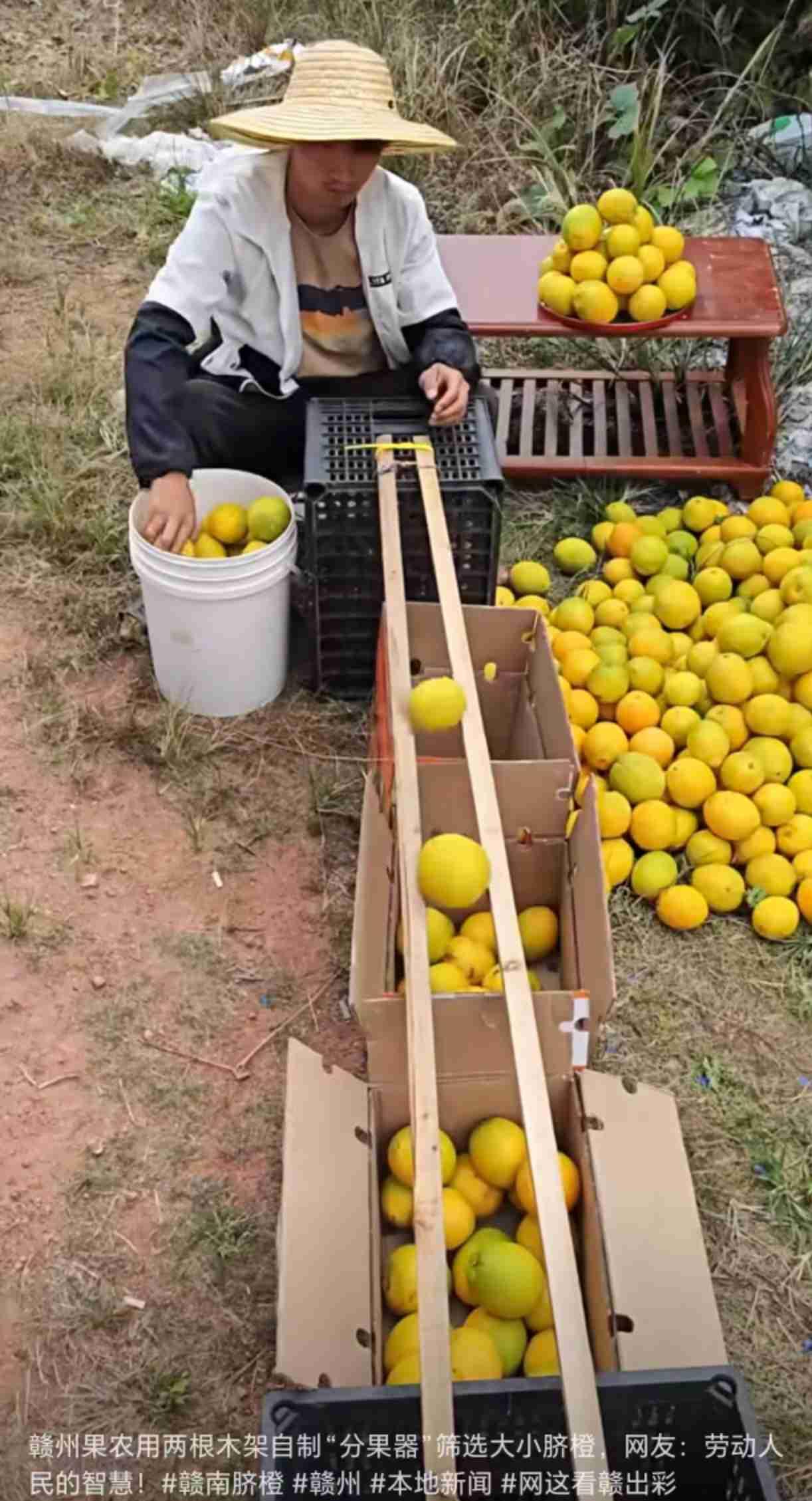 【赣南果农勤劳又有智慧】架设两根简易的杆子，就轻易分拣出脐橙的大、中，小。据悉，