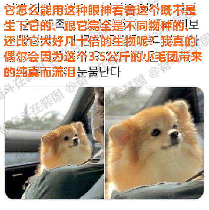 偶尔会因为这个3.5公斤的小毛团带来的纯真而流泪 海外新鲜事 热点现场