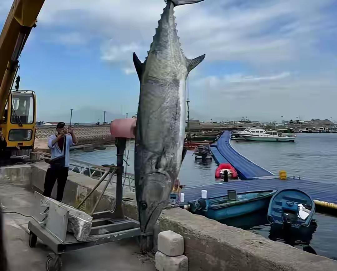 估计这一条227.2斤的大鱼要比同等重量的众多小鱼组合要有价的。该男子会去拍卖吗