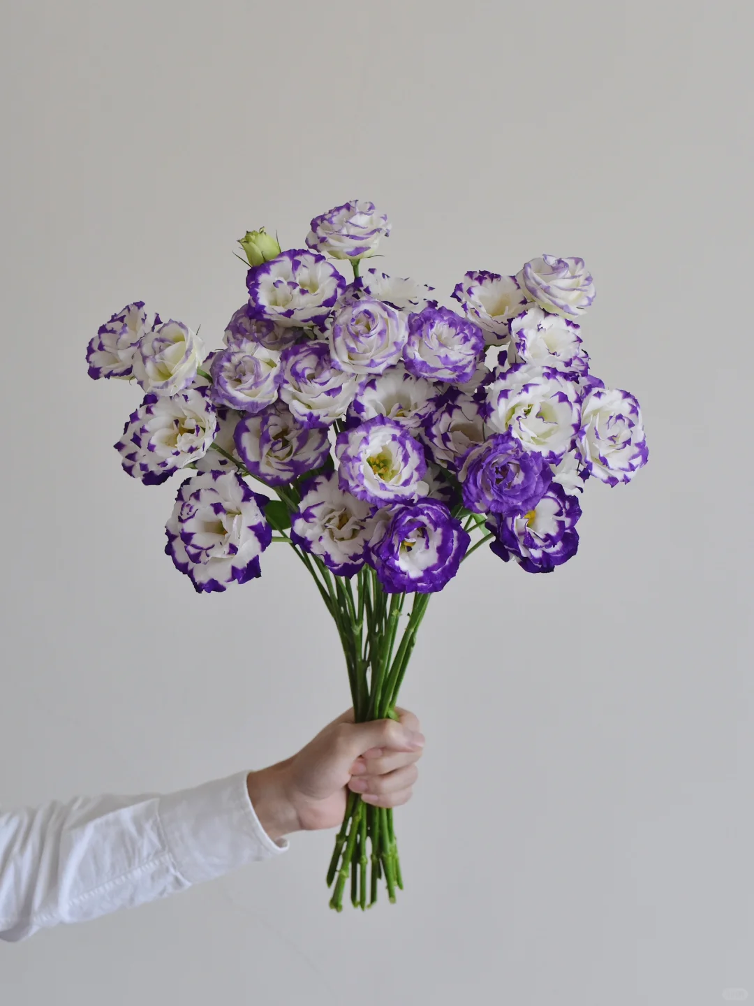 洋桔梗·尖角蜻蜓