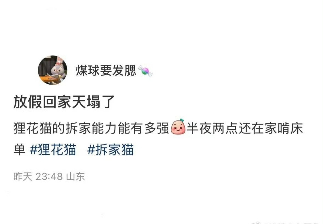 狸花猫的拆家能力可以有多强?[允悲]假日先疯派春日放个疯 ​​​