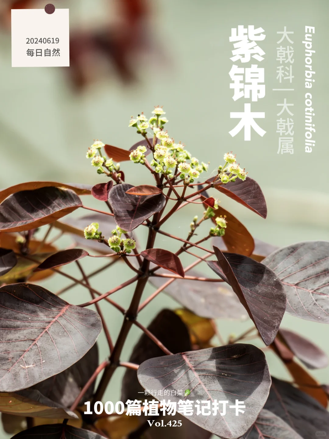 植物笔记425 | 四季常紫的紫锦木