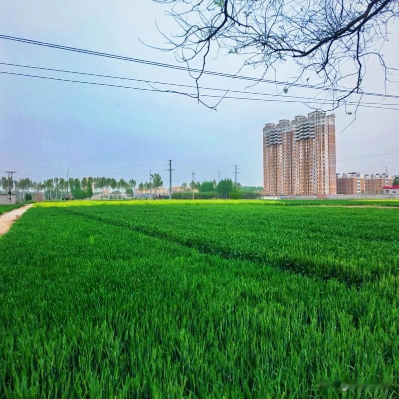 只剩不到60天！山东小麦冲高产，这4件事千万别大意





山东种地的老乡们注