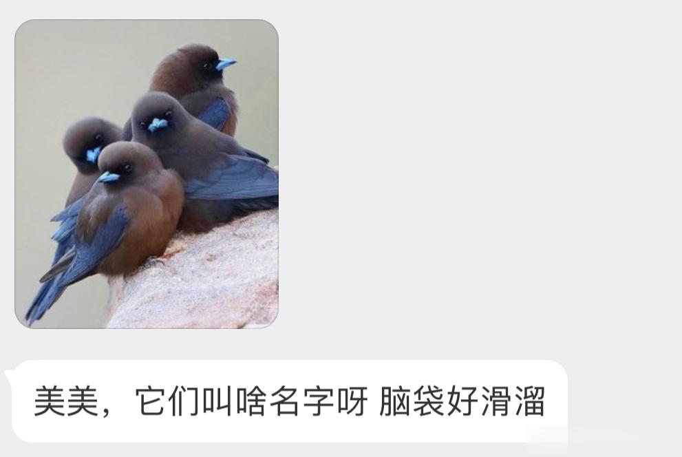 分布在澳洲的【小燕鵙jú】脑袋好好摸的样子（bushi ​​​