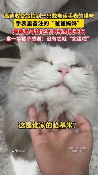 浙江，一高速收费员捡到一只猫咪，没想到，猫咪竟然戴着电话手表，点开后里面还有“爸