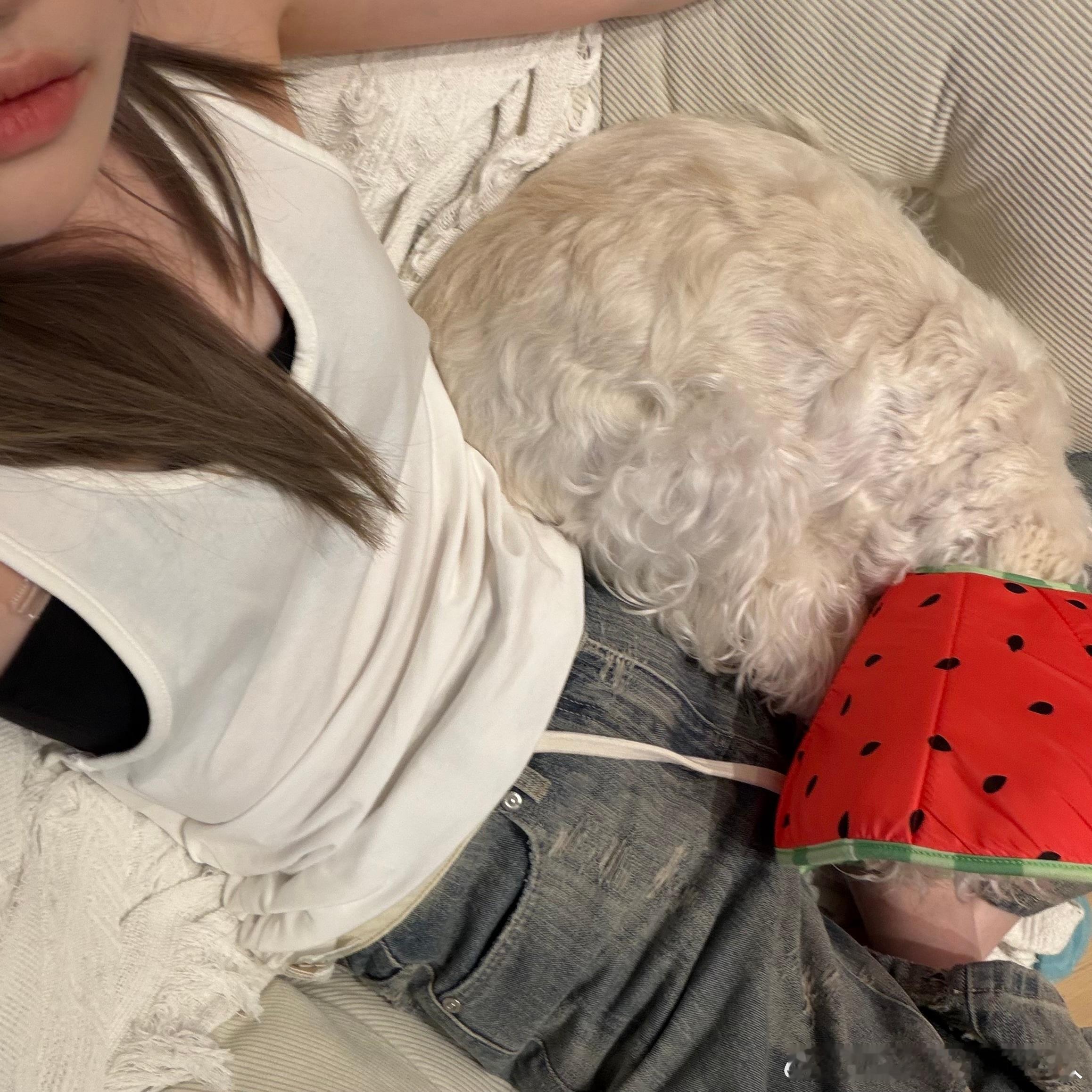 不呆[超话] 一狗一个小玩具🐶有点皮肤病的小呆最近很黏妈妈[抱一抱] ​​​