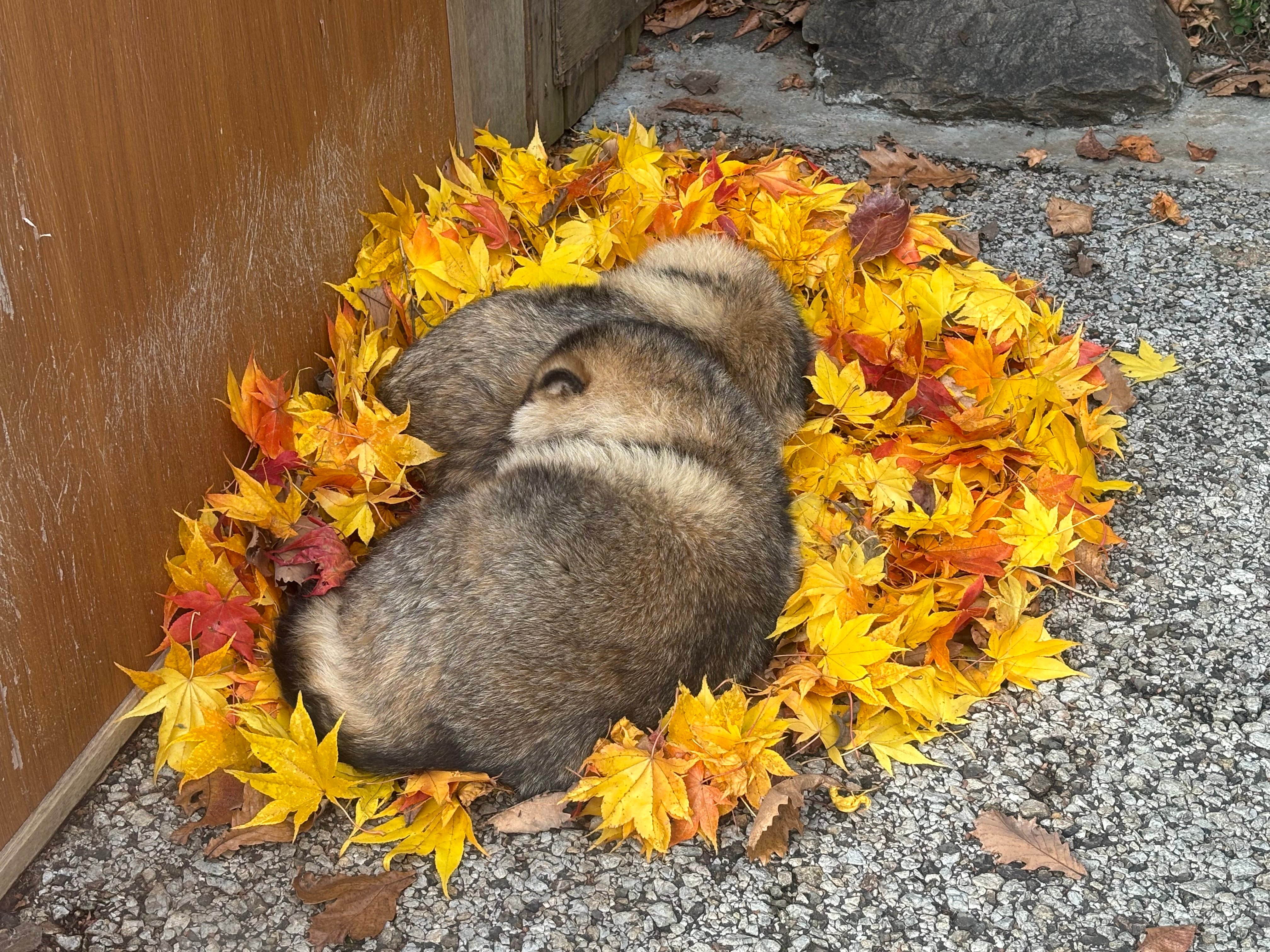 工作人员为我们准备的落叶床铺上，睡得香甜的小丸子貉貉🍂©️winters_ms