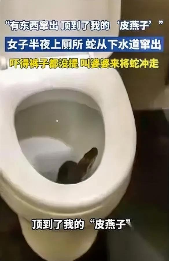 妈呀！马桶里窜出蛇！

无锡女子半夜遇惊魂一幕

江苏无锡一女子半夜被尿憋醒，急