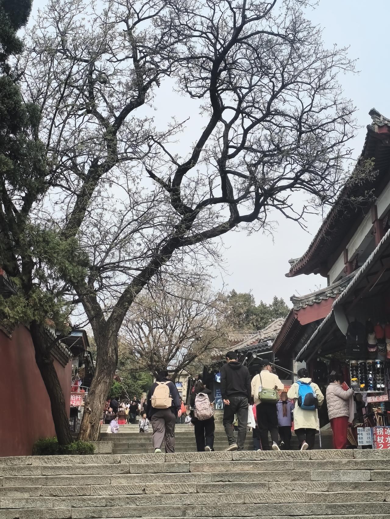 在各个古老的乡村，村口都有几棵古树，受到祖祖辈辈村民的尊敬与保护。这种保护村囗及