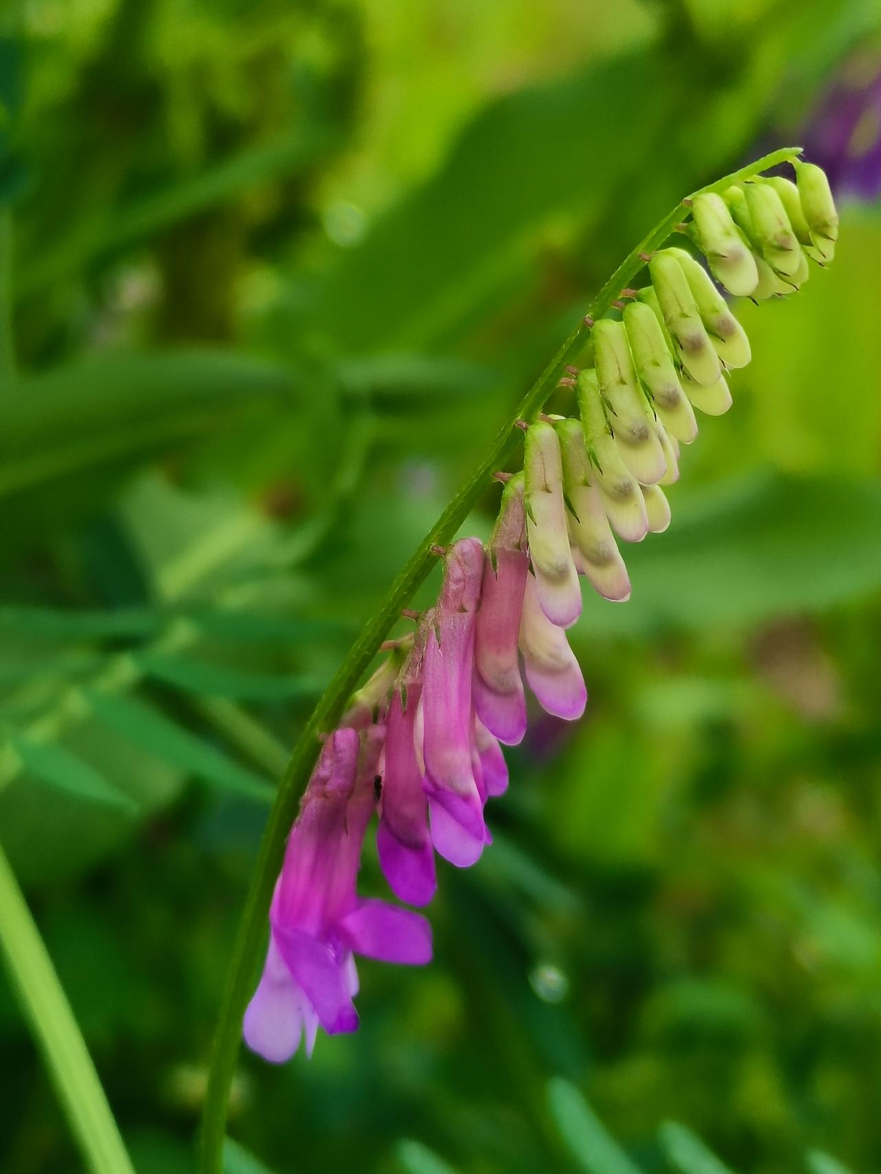春天你一定要出去走走
昨天下雨，这个周末就没有回家，昨天下班的时候外面下着雨，单