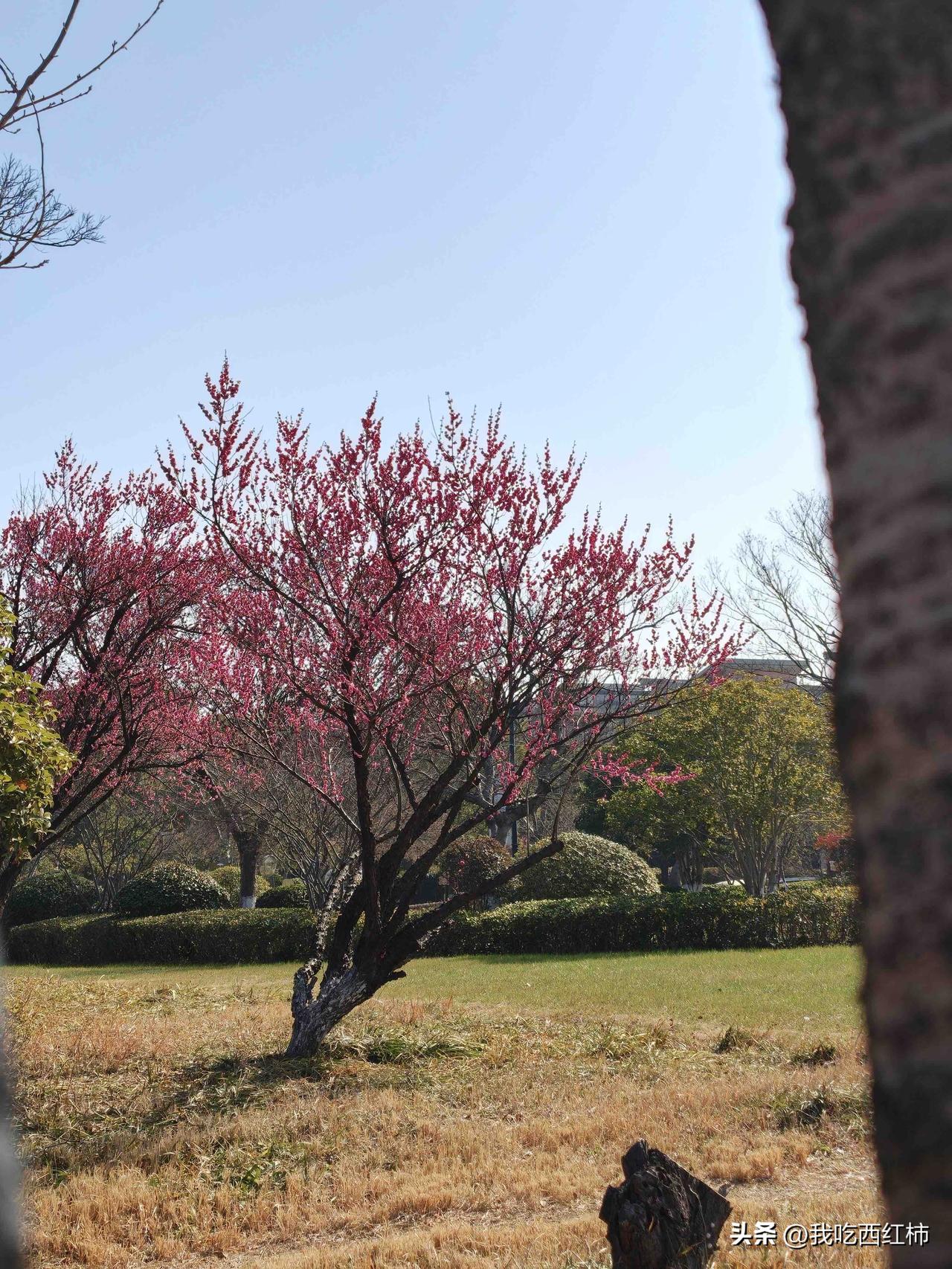 开年最恶心的事情，去年8月份丈母娘开车碰到了一个老大爷，当时交警定责，定的我们次