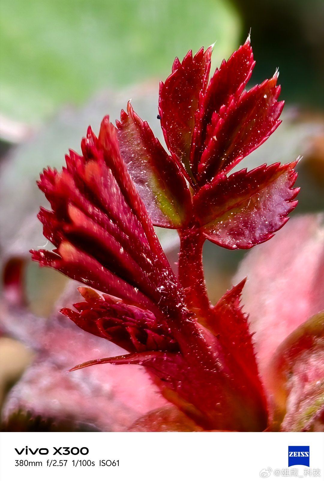 vivo 红芽如焰，在镜头下舒展脉络，带着新生的锋芒；绿芽似玉，裹着绒毛，藏着破