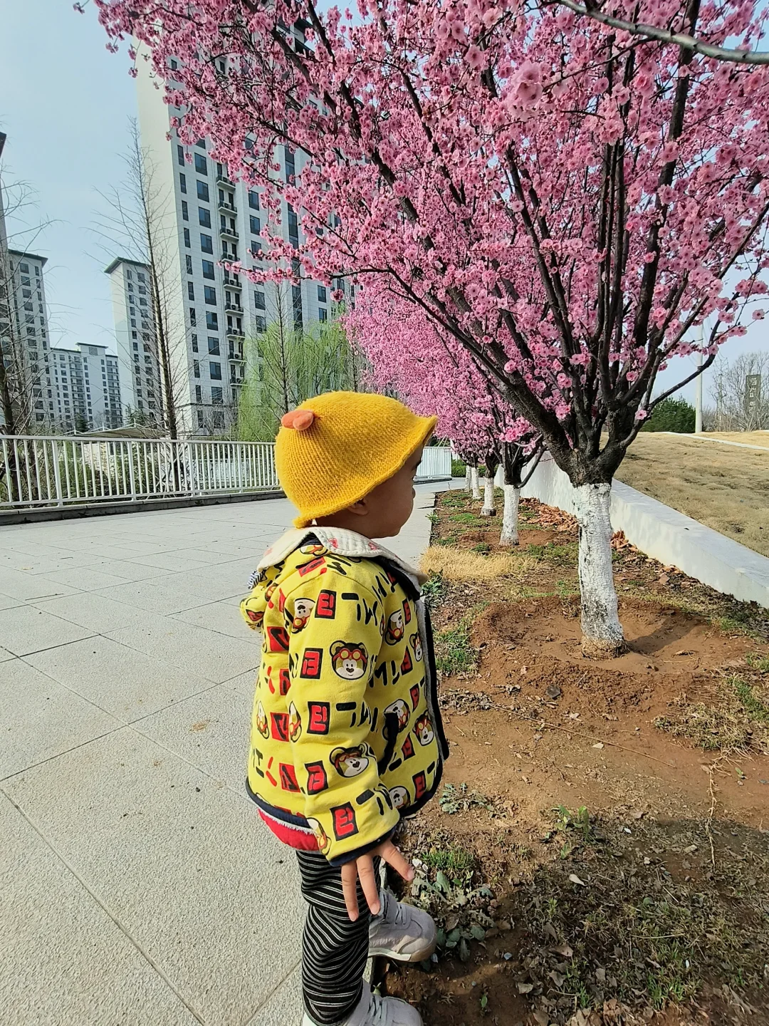 看🌸，忙到起飞